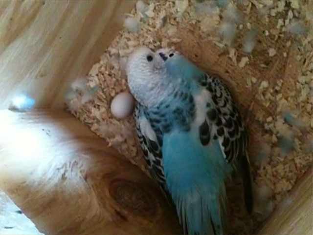 Птица отложила яйцо