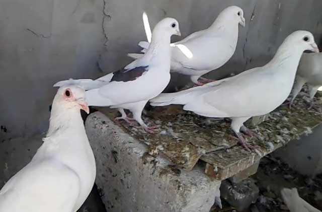Семейство белых голубей 