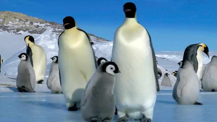 Пингвины – рецидивисты