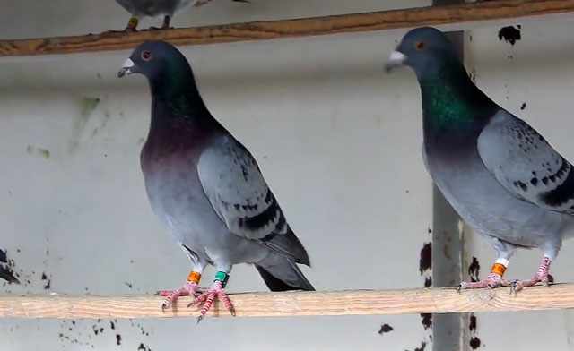 Два голубя на жердочке