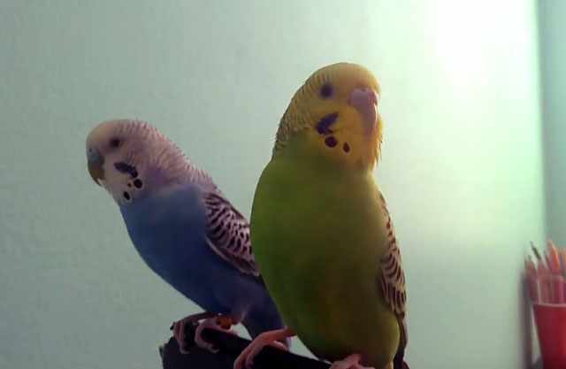 Зеленый и синий попугайчики