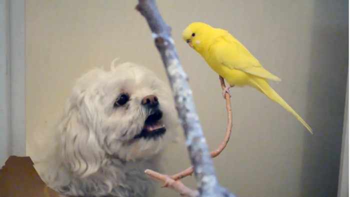 Собака помогает попугаю сбегать из клетки, а попугай за неё заступается