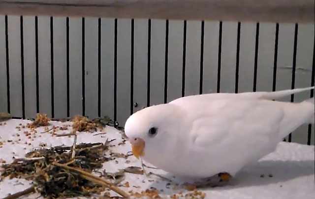 Белый попугай ест зернышки
