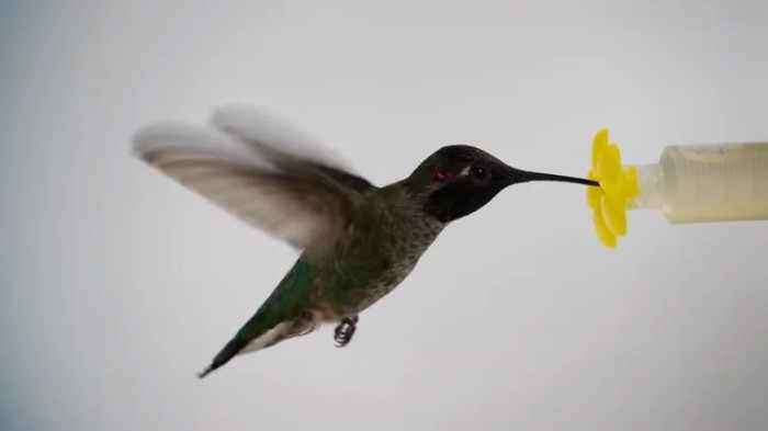 Как правильно содержать колибри дома