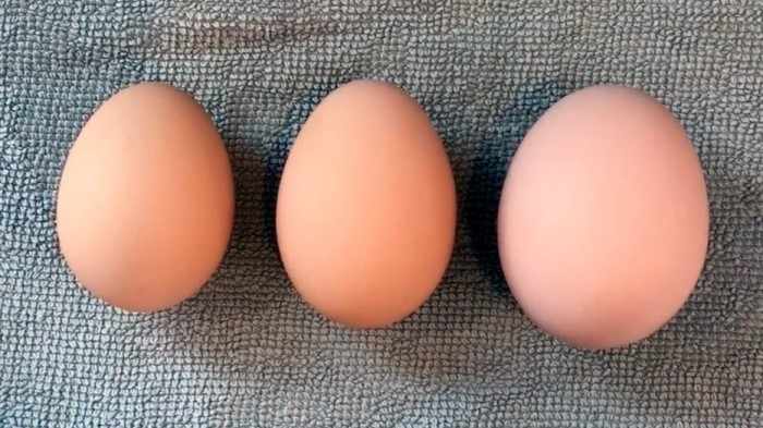 Как классифицируют яйца по видам и категориям