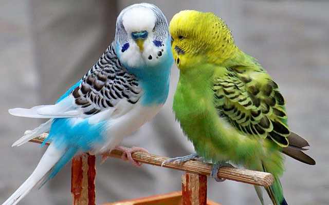 Два волнистых попугайчика