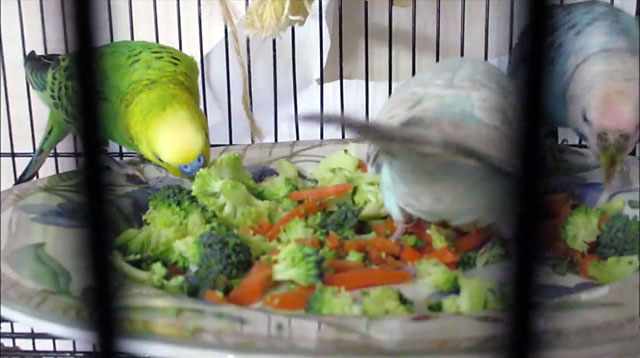 Для птиц можно сделать овощной салат