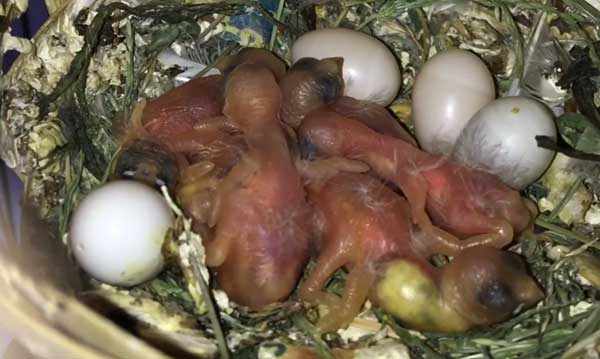 Родители кормят птенцов по очереди 