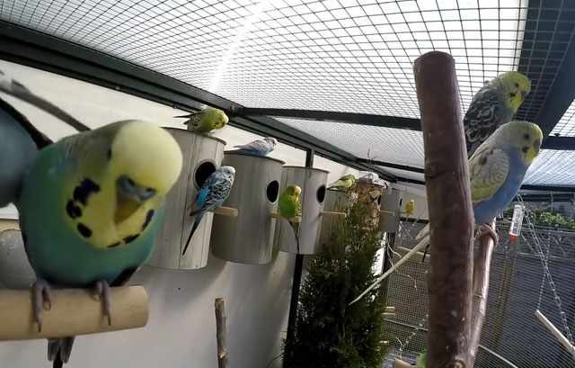 У попугаев может начаться понос из-за плохих условий содержания