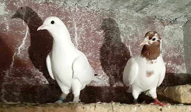 Пара бакинских голубей