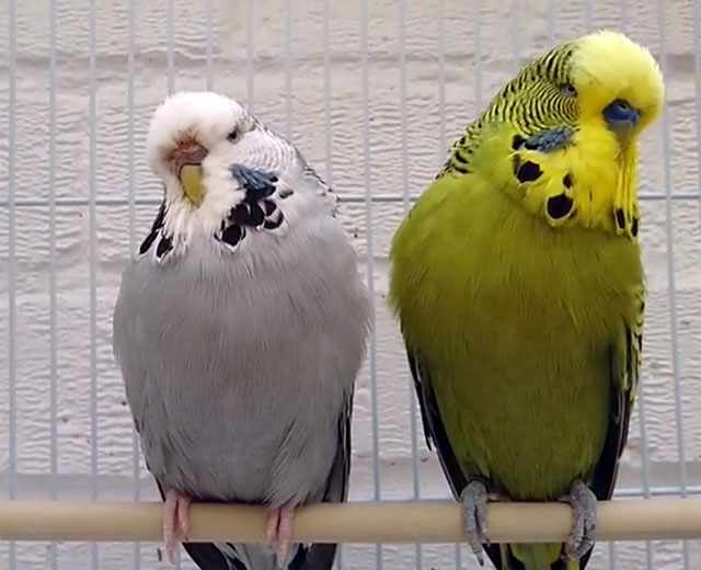 В первое время попугай может испытывать стресс от смены обстановки