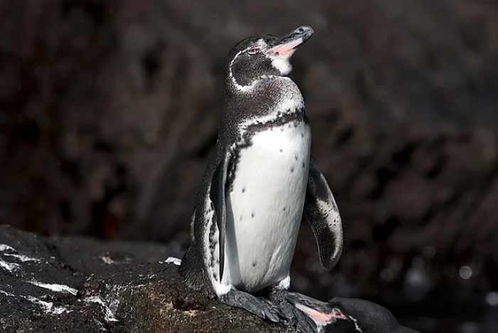 Почему пингвины Антарктиды почти в 20 раз крупнее экваториальных