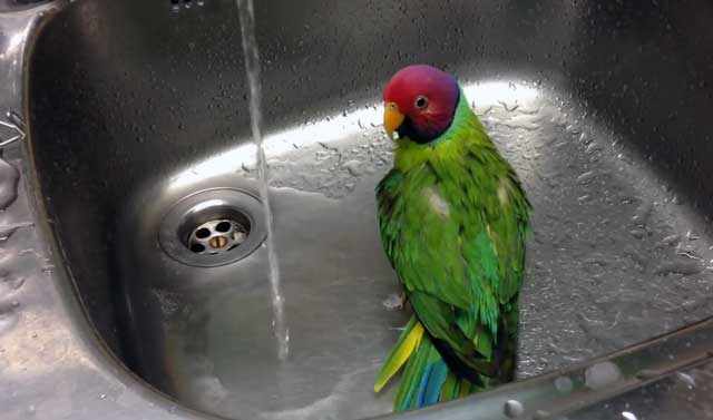 Попугайчик принимает душ