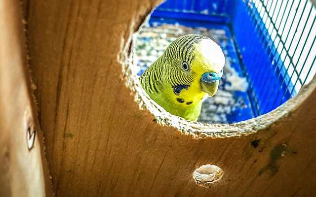 Для размножения волнистых попугаев необходим домик