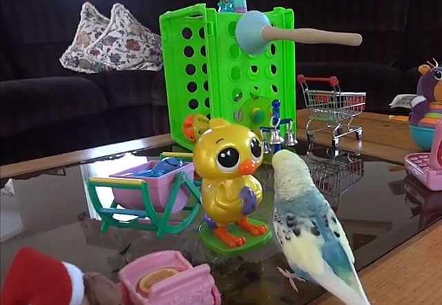Птица должна получать пользу от игрушек