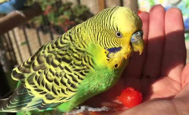 Зеленый попугайчик