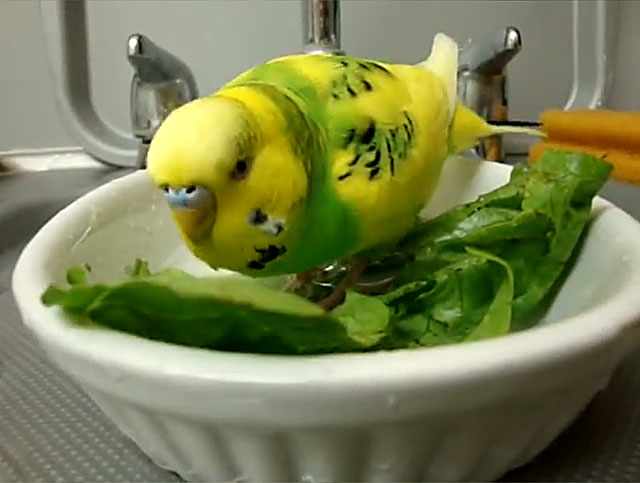 Салат полезен для попугаев