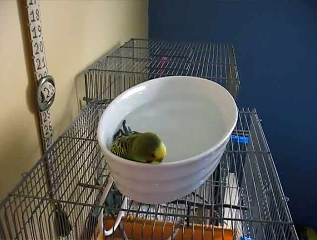 Удобная емкость для попугая