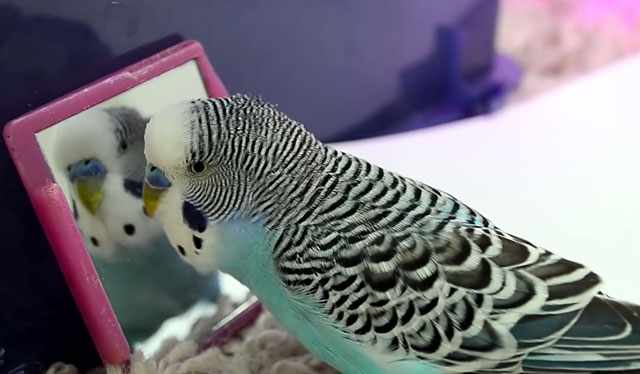 Многие попугаи любят общаться со своим отражением