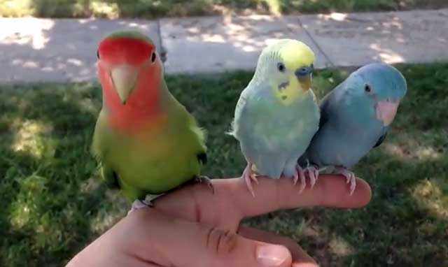 Волнистый попугай и два неразлучника