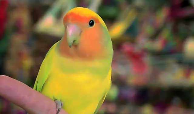 Разноцветный попугай