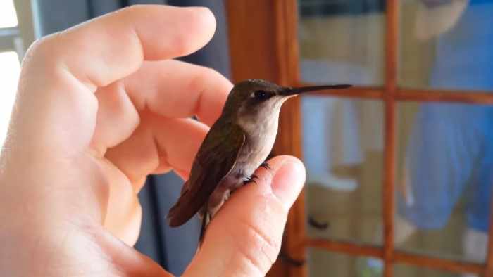 Как правильно содержать колибри дома